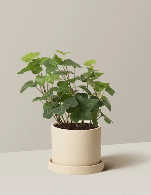 English Ivy