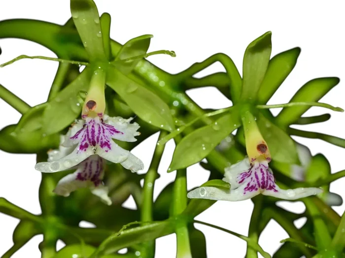 Epidendrum piliferum