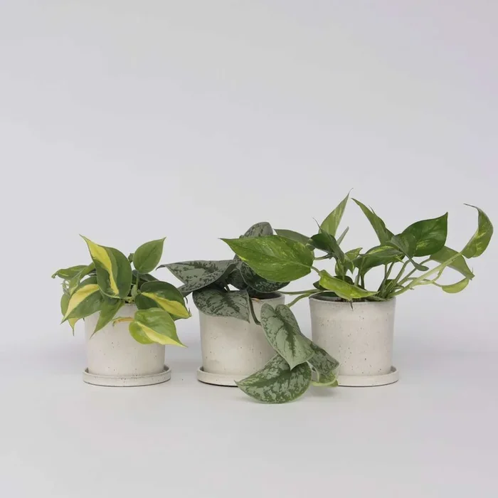 Epipremnum Mix – Set of 3