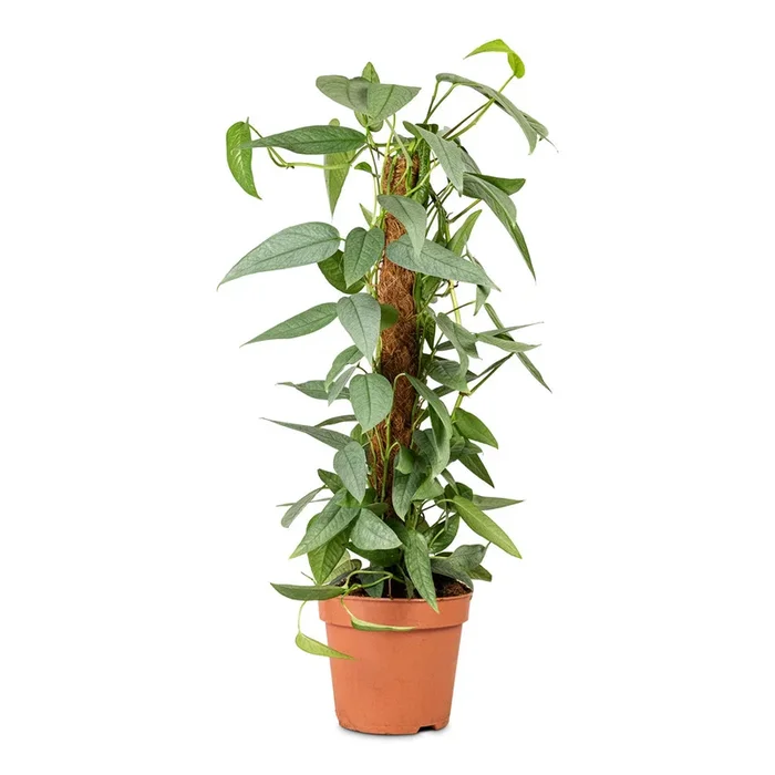 Epipremnum pinnatum – Cebu Blue Pothos – Moss Pole