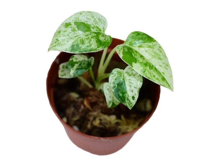 Epipremnum pinnatum ‚Marble‘ variegata