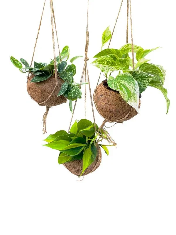 Epipremnum Scindapsus Kokodama mix