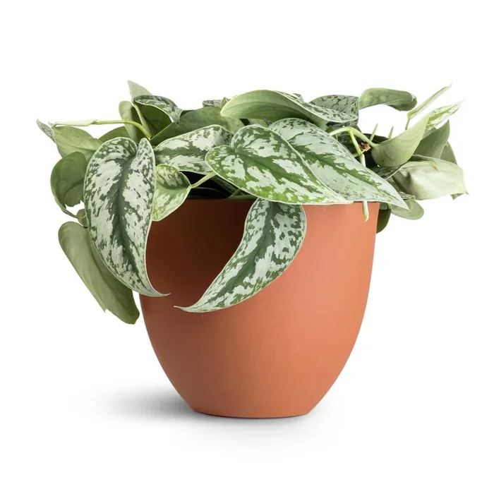 Epipremnum Trebie – Satin Pothos Trebie