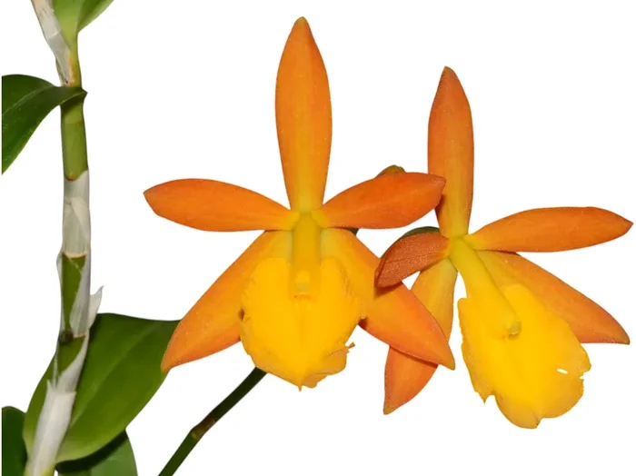 Epithechea Orange Passion