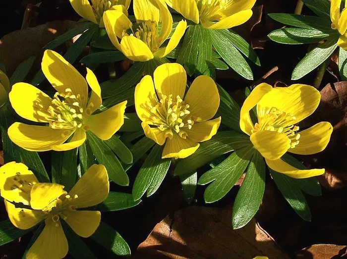Eranthis hyemalis (Heimischer Winterling)