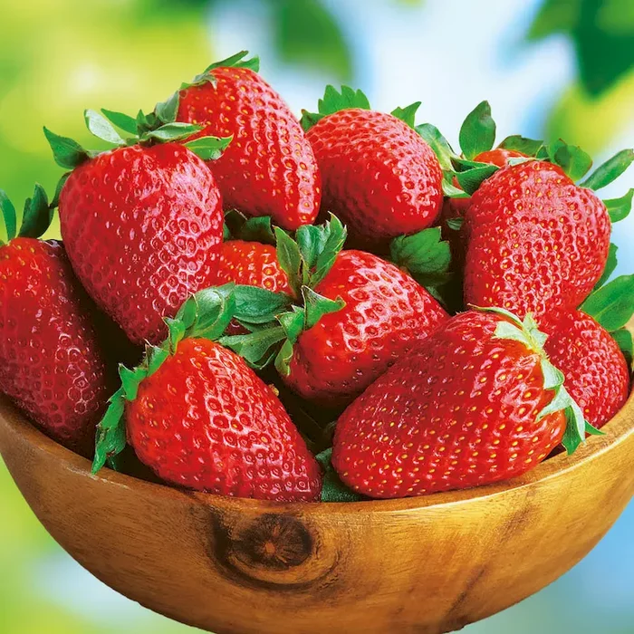 Erdbeere ‚Sonata‘ fragaria – Bestellnummer 4447726