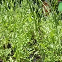Erdkastanie (Oenanthe silaifolia)