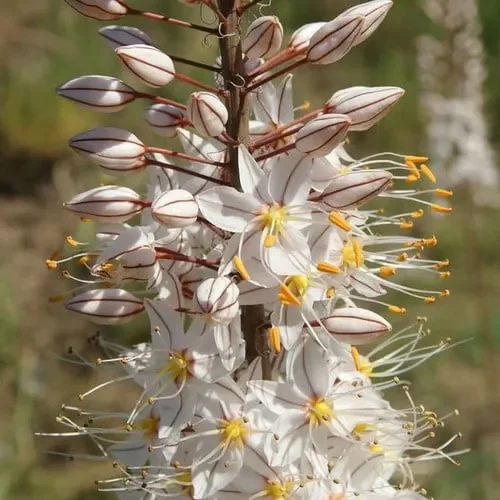 Eremurus Tianschanicus