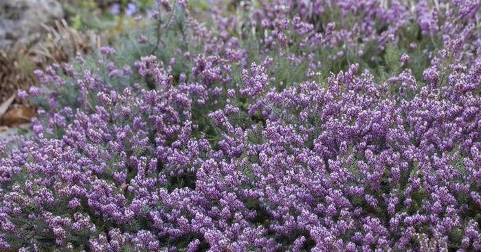 Erica carnea${2}