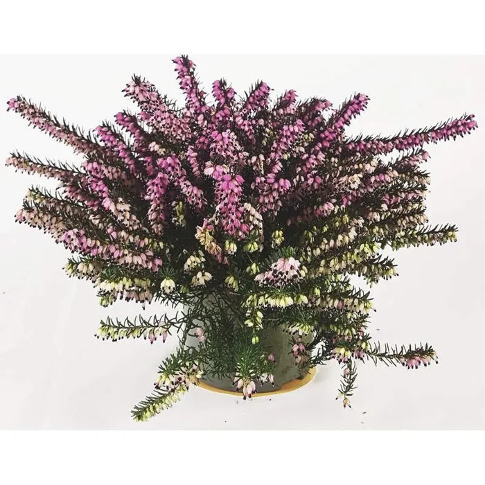 ERICA CARNEA LENA VASE