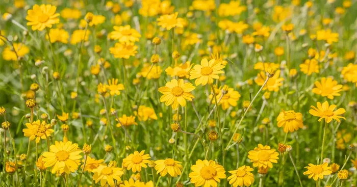 Eriophyllum lanatum