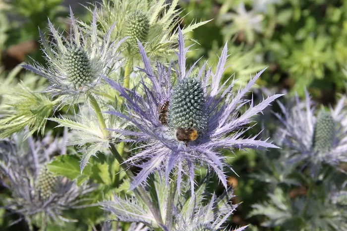 Eryngium alpinum ‚Blue Star‘ (Mannstreu)