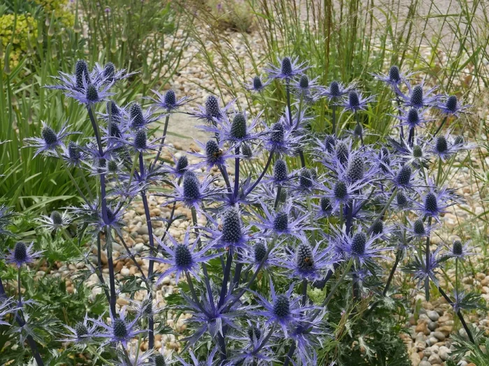 Eryngium x zabelii ‚Big Blue‘ ® (Zabels Garten-Mannstreu)