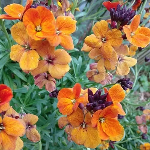Erysimum Jumbo Orange