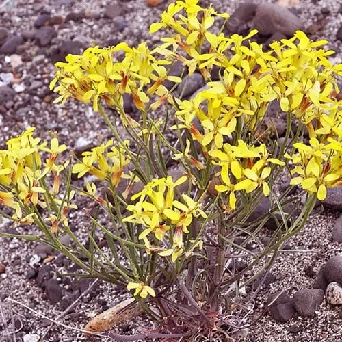 Erysimum Occidentale