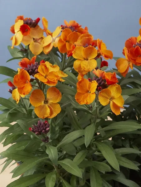 Erysium RYSI »Bronze« Goldlack orange