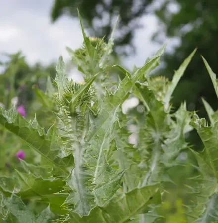 Eselsdistel (Onopordum acanthium) Bio