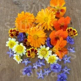 Essbare Blüten – Kräuter