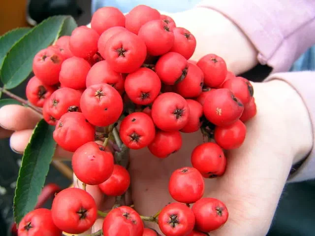 Essbare Eberesche „Edulis“ (Sorbus aucuparia)