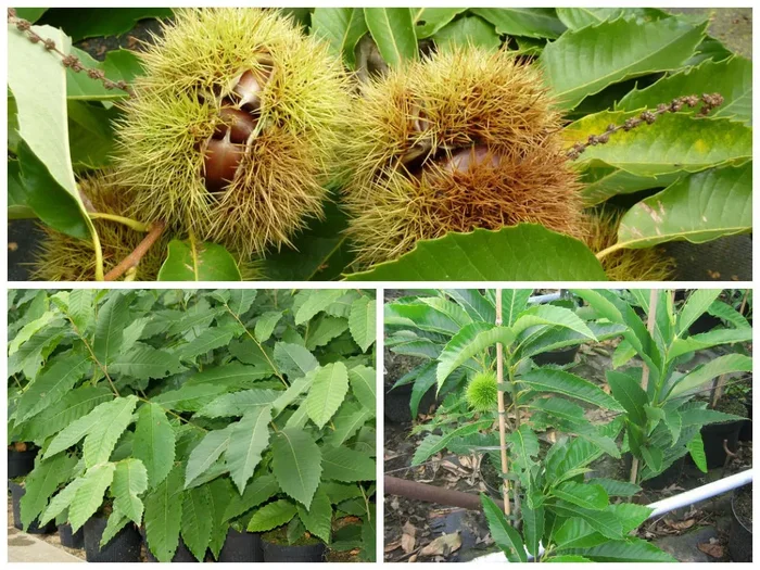 Esskastanie Marone Sämling – Castanea sativa