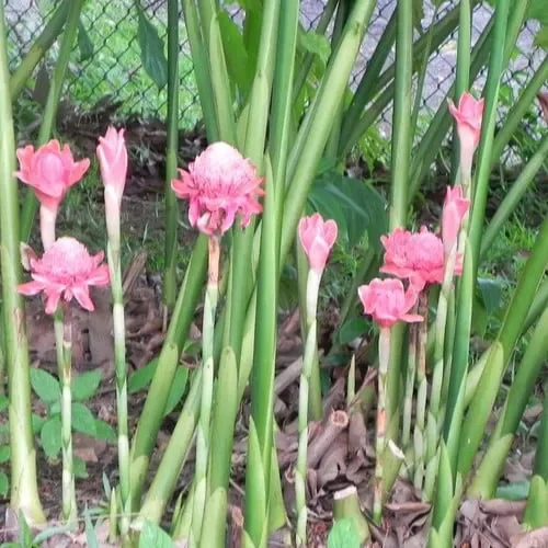Etlingera Elatior ‚Pink‘