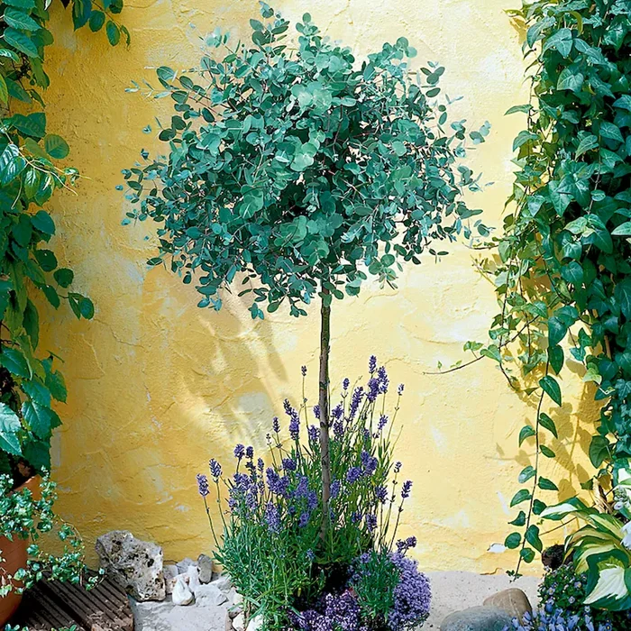 Eucalyptus auf Stamm Bestellnummer 3313809