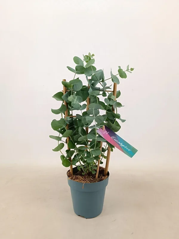 Eucalyptus cinerea – Eukalyptus ‚Silver Dollar‘