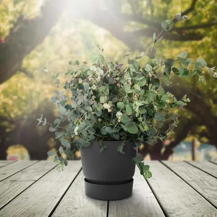Eucalyptus gunnii – Mostgummi-Eukalyptus