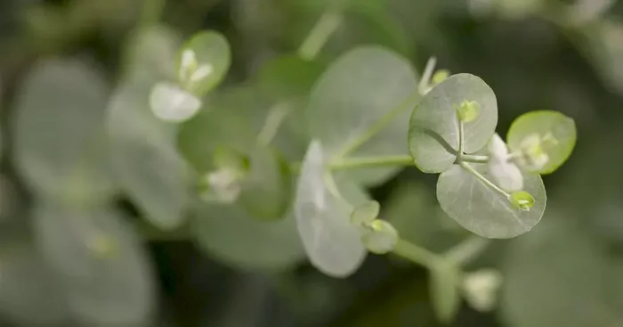 Eucalyptus gunnii