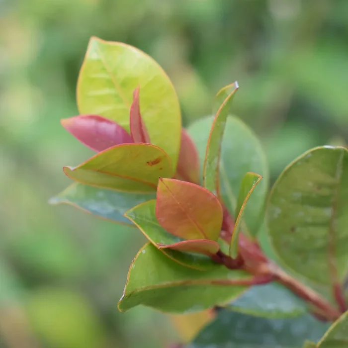 Eugenia myrtifolia ‚Newport’/Australische Myrte ‚Newport‘.