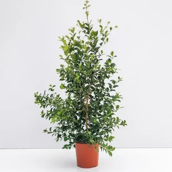 Eugenia Myrtifolia ‘new Port’ v 17 70 cm siepe marittima sempreverde