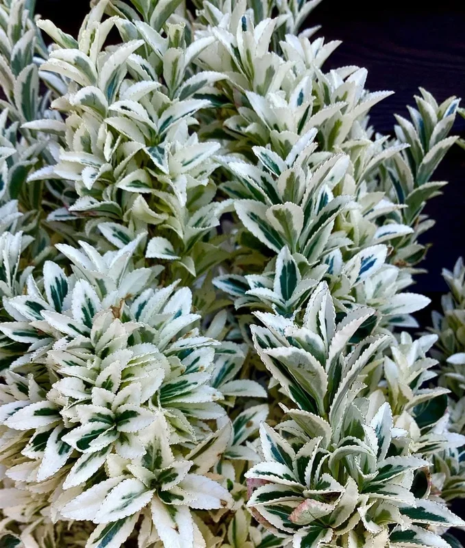 Euonymus Japonicus White Spire