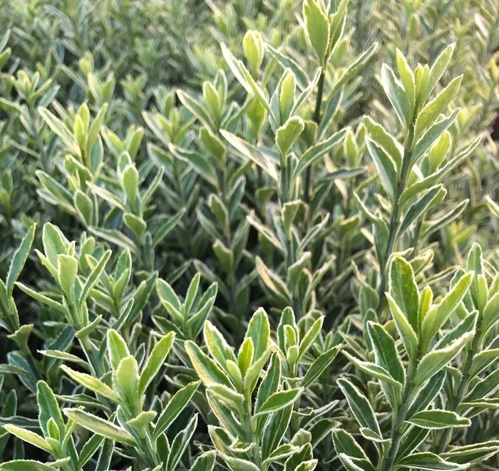 Euonymus Microphylla