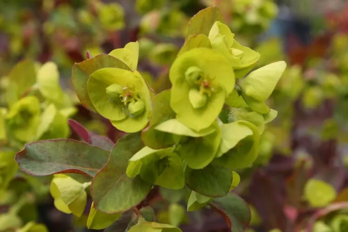 Euphorbia amygdaloides ‚Purpurea‘ (Purpur-Mandel-Wolfsmilch)