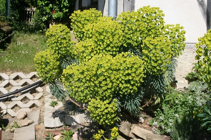 Euphorbia characias ssp. wulfenii ‚Shorty‘ (Mediterrane Wolfsmilch)