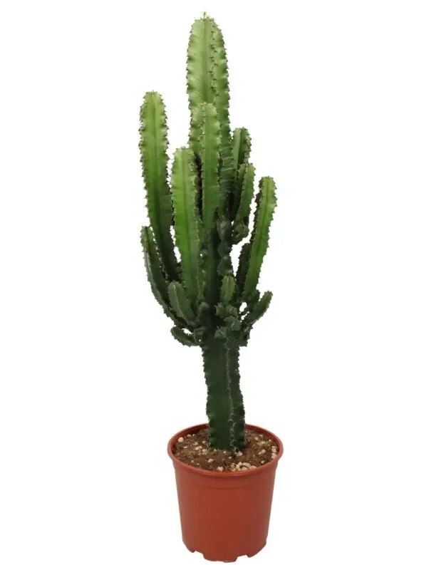 Euphorbia Eritrea vaso 20 130 cm di altezza pianta grassa resistente al freddo e scarsa luce