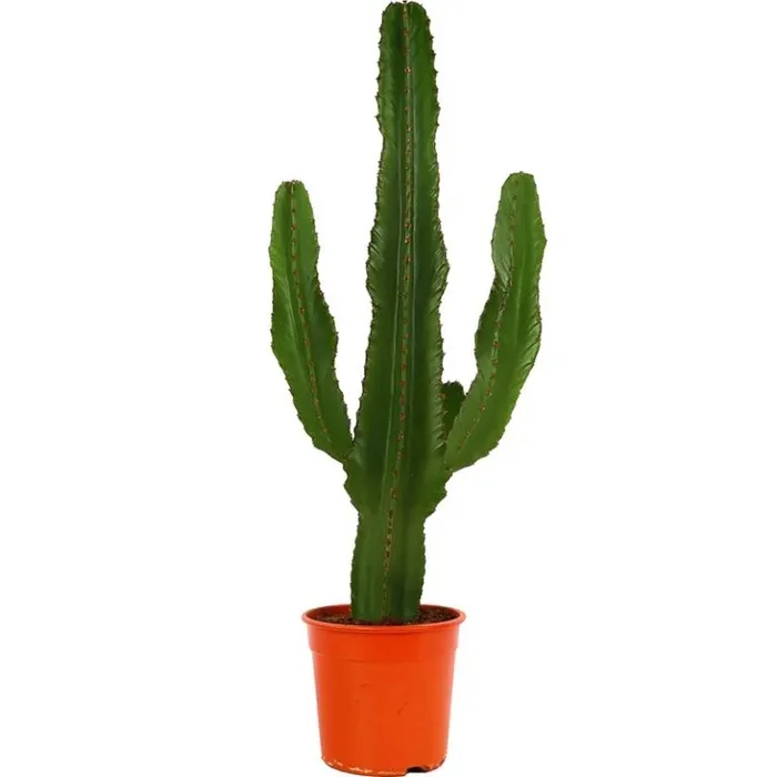 Euphorbia ingens – Wolfsmilch