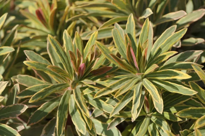 Euphorbia x martinii ‚Ascot Rainbow‘ (Busch-Wolfsmilch)