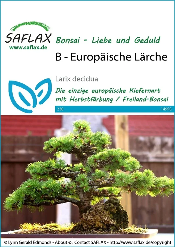 Europäische Lärche