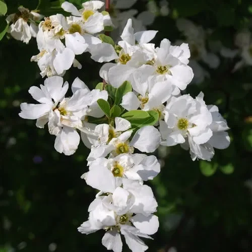 Exochorda X Macrantha ‚The Bride‘