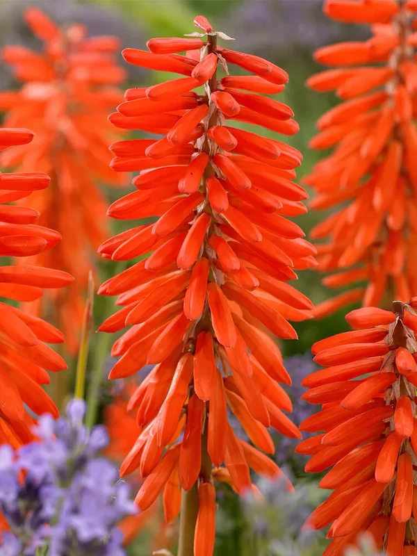 Fackellilie Elvira (Kniphofia)