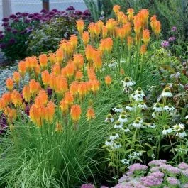 Fackellilie (Kniphofia hybr.) Ember Glow