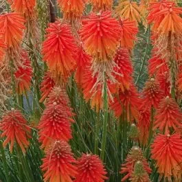 Fackellilie (Kniphofia uvara) Fire Glow