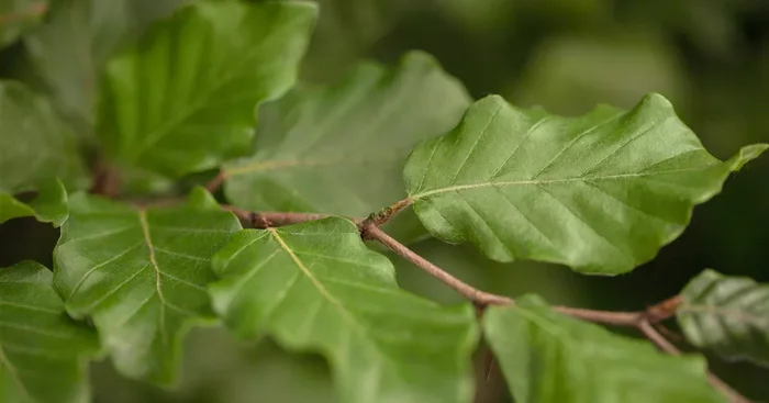 Fagus sylvatica${2}