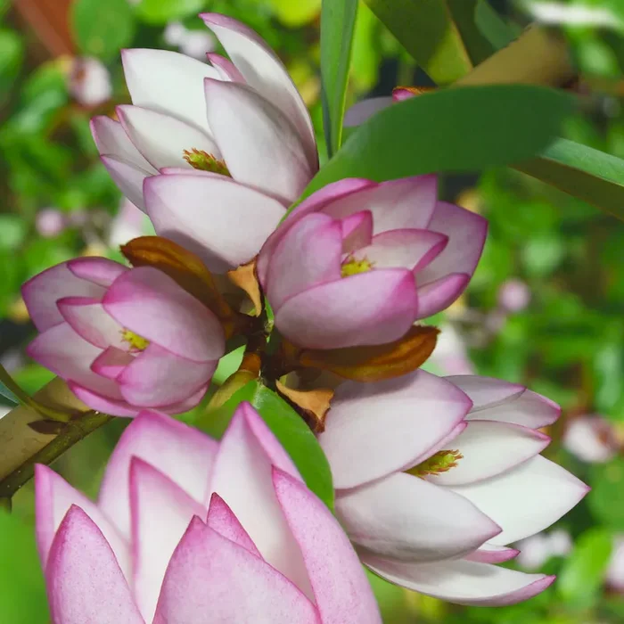 Fairy Magnolia® Blush Bestellnummer 3302483
