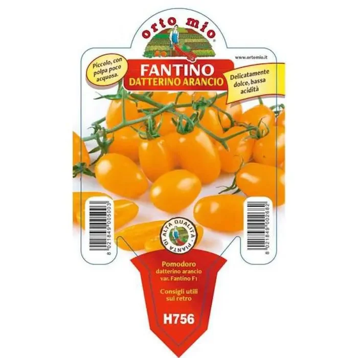 Fantino F1 Orange Datterino Tomatensämling in Vase