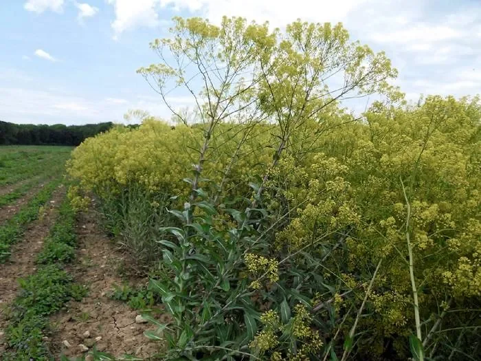 Färber-Waid (Isatis tinctoria)