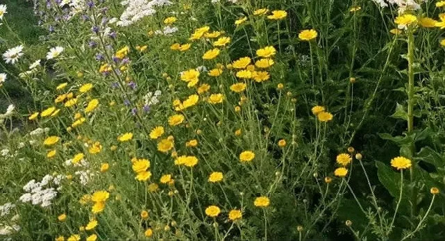 Färberkamille (Athemis tinctoria)