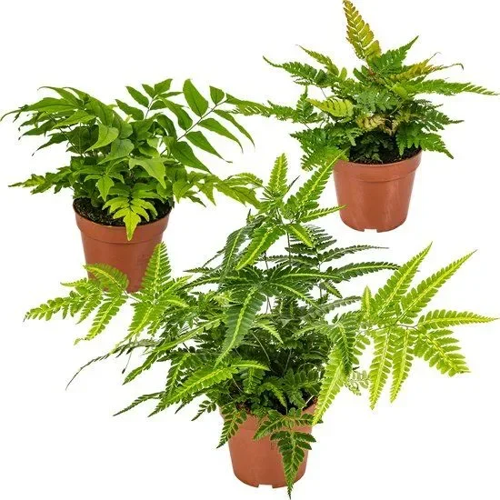 Farnmischung für draußen – 3er-Set
