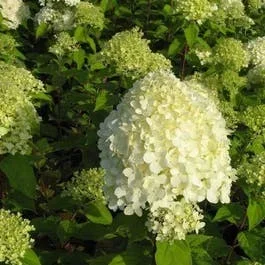 Federhortensie (Hydrangea paniculata ‚Limelight’®)